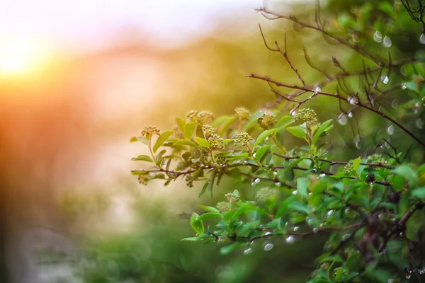 Migotliwy światła żywy kolor niewyraźne wiosna bokeh z powrotem liść — Zdjęcie stockowe