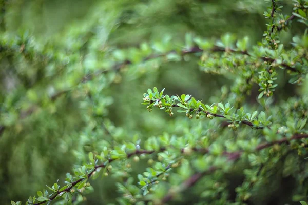 Twinkling lights vivid color blurred bokeh spring from leaf back — Stock Photo, Image