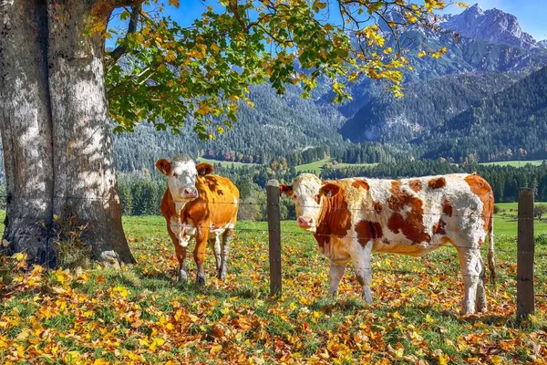 Widok rano Mitterhofen wsi z krów na łące. — Zdjęcie stockowe