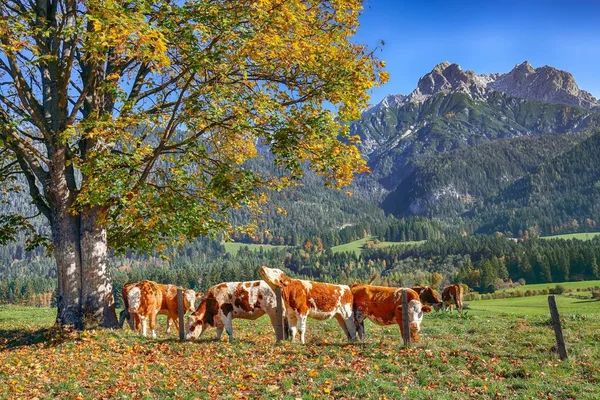 Widok rano Mitterhofen wsi z krów na łące. — Zdjęcie stockowe