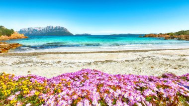 Porto Istana yakınlarındaki Doktor Sahili 'nde (Spiaggia del Dottore) kayalıklı muhteşem bir gök mavisi ve bir sürü çiçek. Konum: Porto Istana, Olbia Tempio ili, Sardunya, İtalya, Avrupa