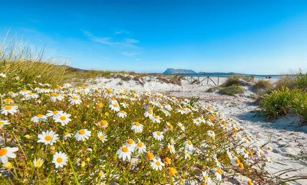 Paisaje Hierba Flores Dunas Arena Playa Cinta Agua Turquesa Arena —  Fotos de Stock