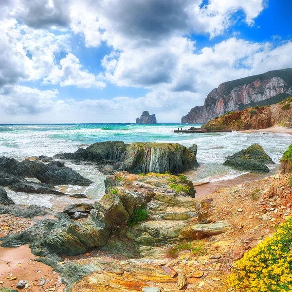在Masua海滩上 以Pan Zucchero为背景 令人叹为观止的是Portu Cauli海滩 岩石上盛开的花朵 Masua Iglesias Sardinia Italy — 图库照片