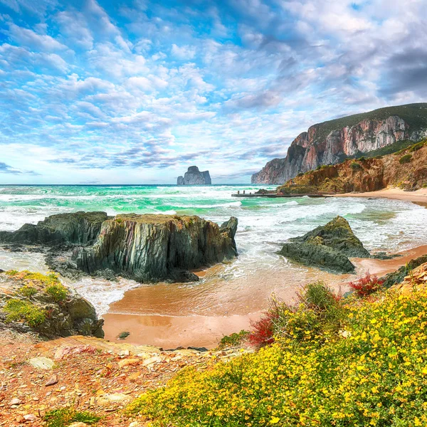 以潘迪祖切罗为背景的马苏亚海滩波图卡乌利海滩令人惊叹的景象 岩石上盛开的花朵 Masua Iglesias Sardinia Italy Europe — 图库照片