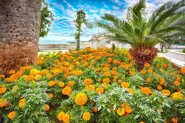 Promenade Full Flowers Petrovac Location Petrovac Town Montenegro Balkans Europe — Stock Photo, Image