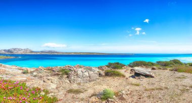 Ünlü La Pelosa plajında muhteşem çiçekler açıyor. Konum: Stintino, Sassari ili, İtalya, Avrupa