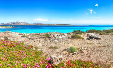 Meşhur La Pelosa plajında Torre della Pelosa ile muhteşem çiçekler açıyor. Konum: Stintino, Sassari ili, İtalya, Avrupa