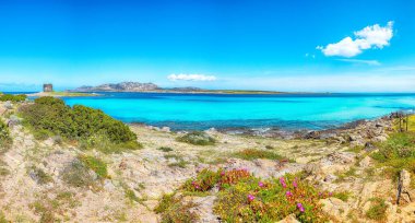 Meşhur La Pelosa plajında Torre della Pelosa ile muhteşem çiçekler açıyor. Konum: Stintino, Sassari ili, İtalya, Avrupa