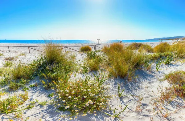 Landscape Grass Flowers Sand Dunes Beach Cinta Turquoise Water White — Stock Photo, Image