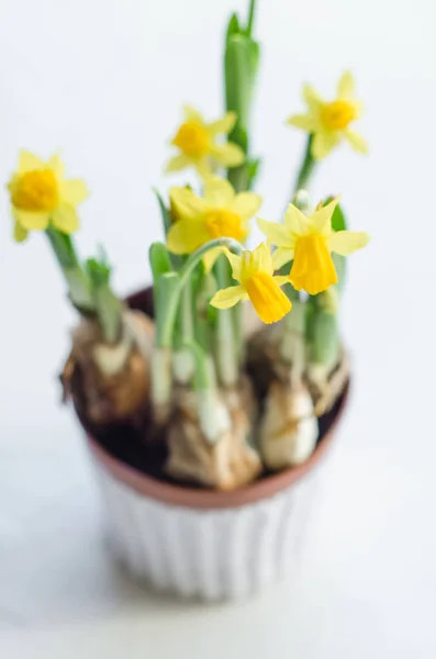 Sarı nergis kokulu tencerede Paskalya arka plan üzerinde beyaz arka plan üzerinde bahar. Kavram temizlik çiçek.