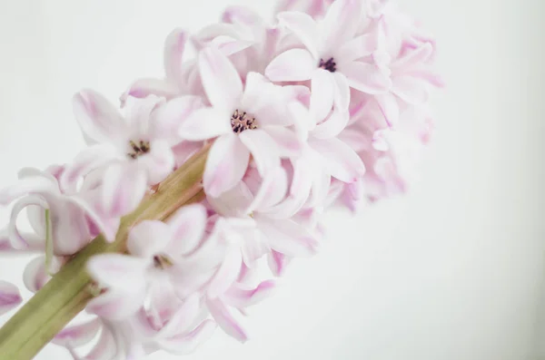 Jacinto de flores rosadas tiernas abstractas, primer plano de hoja verde sobre fondo blanco. Concepto primavera . — Foto de Stock