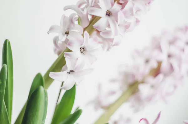 Jacinto de flores rosadas tiernas abstractas, primer plano de hoja verde sobre fondo blanco. Concepto primavera . — Foto de Stock