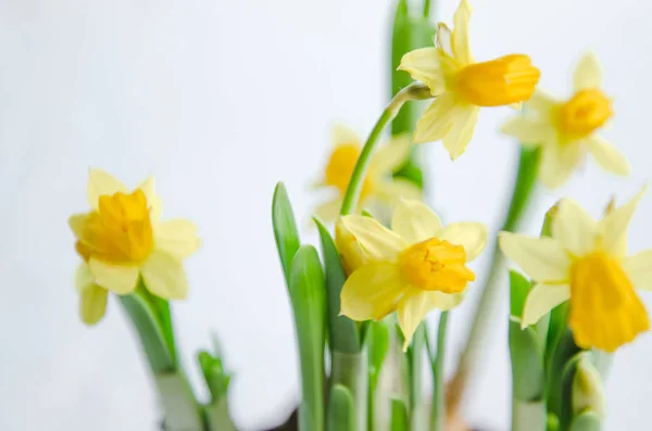 Jarní velikonoční pozadí s kyticí žlutých narcisů v hrnci s slunce na bílém pozadí. Květiny, čištění koncept. Dovolená concept — Stock fotografie