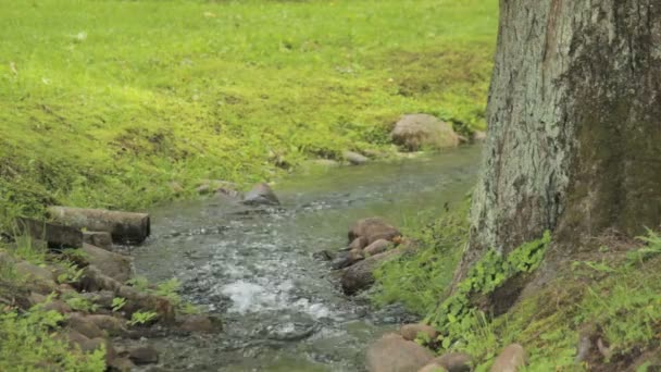 Pequeño arroyo en un parque verde de Peterhof, San Petersburgo — Vídeo de stock