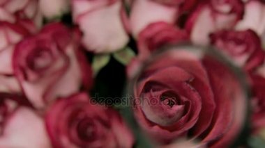 Büyüteç gül tomurcukları incelenmesi