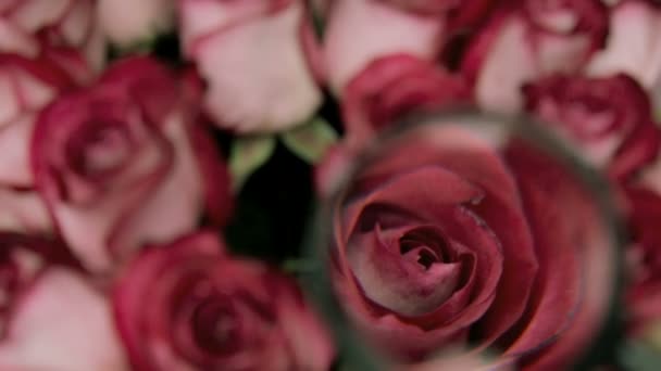Изучая увеличительное стекло розовых бутонов — стоковое видео