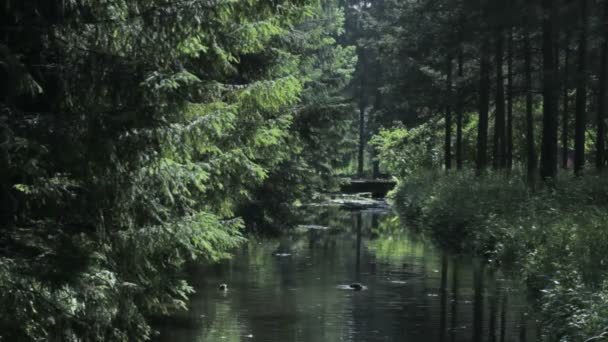 鸭子在一个绿色的公园，凯瑟琳公园，普 Selo 普希金，圣彼得堡运河步行桥 — 图库视频影像