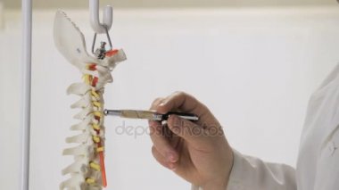 Doktor insan omurga bir alçı döküm gösterir