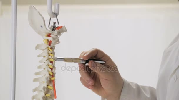 Doutor mostra um molde de gesso de vértebras humanas — Vídeo de Stock