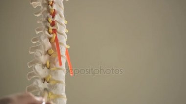 Vertebra omurga closeup çoğaltması