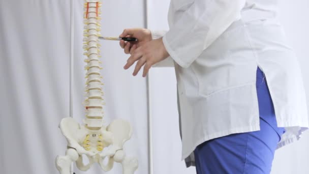 Layout médico da coluna vertebral, médico aponta para vértebras — Vídeo de Stock