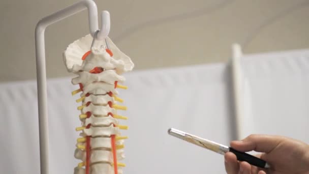 La disposición de la parte superior de las vértebras de la columna vertebral humana, primer plano — Vídeo de stock