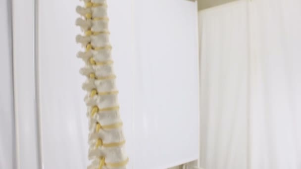 Una réplica de las vértebras de la columna vertebral humana — Vídeo de stock