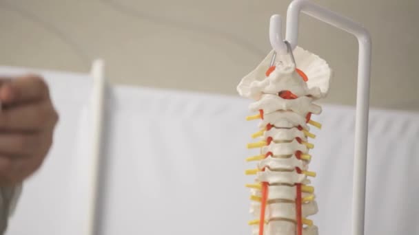 Layout of the human spine closeup — Stock Video