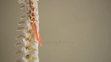 Manken omurga Close-Up