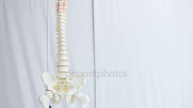 İnsan omurga bir kopyasını