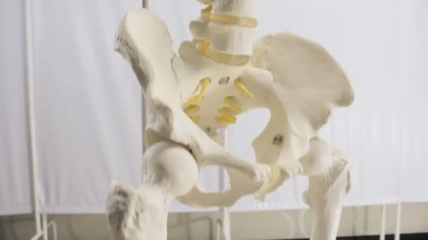 Gipsz csigolyák a gerinc emberi dummy felépítése — Stock videók
