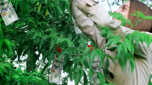 Легкие деньги на дерево, девушка выбирает доллары — стоковое видео