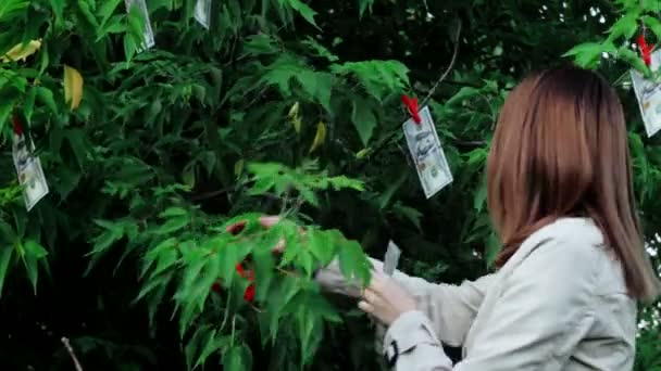 Грошове дерево в лісі, красива дівчина знайшла долари — стокове відео