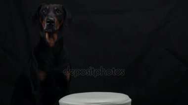 Siyah mum yanan et önünde oturan Doberman