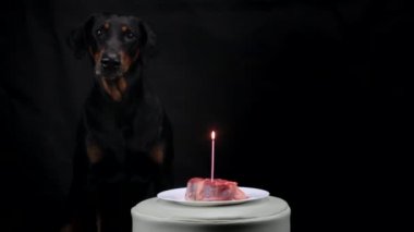 Siyah mum ve soyulmuş kabuk yanan et önünde oturan Doberman