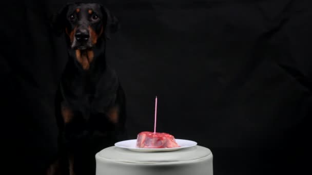 Gato tratando de robar un pedazo de carne de celebración el perro — Vídeos de Stock