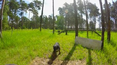Köpek atlayıp bir engel atlamak başlar