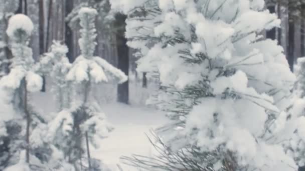 雪のクローズ アップでスプルース グリーン — ストック動画