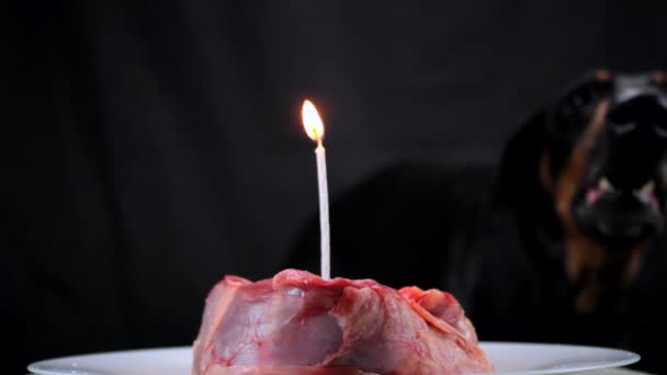 Dog barking blows out a burning candle in a festive meat in honor of the birthday — Stock Video