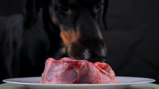 Festive dog licks raw meat beef — Stock Video