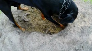 Doberman kazılar kum, köpek kazma