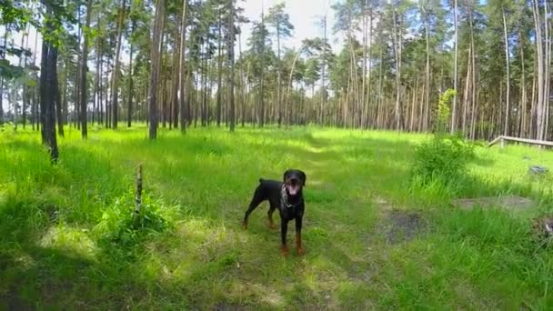 Dog catches the ball in flight in the forest — Stock Video