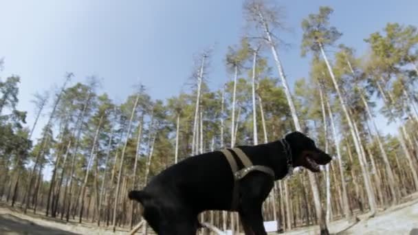 Doberman szkolenia w lesie, skoki na stołach — Wideo stockowe