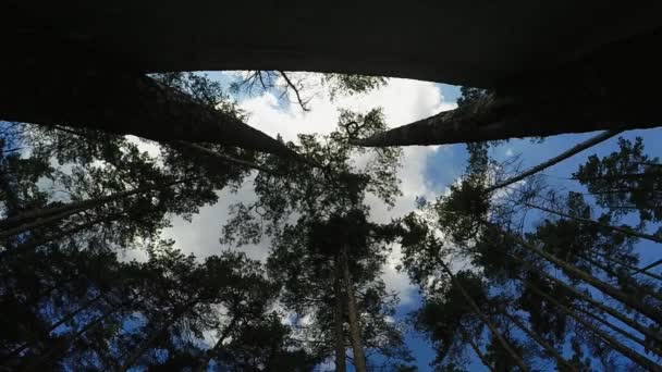 Doberman perro volando a través de la barrera en el fondo del cielo azul — Vídeo de stock