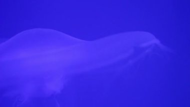 Mavi arka planda denizanası