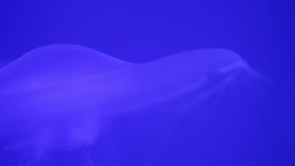 Медузы на голубом фоне — стоковое видео