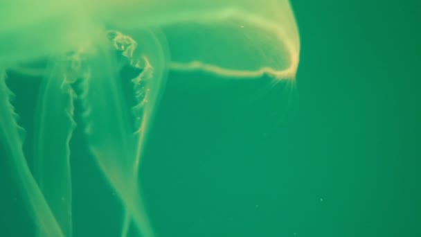 Méduse est à la dérive agitant tentacules sur un fond vert 