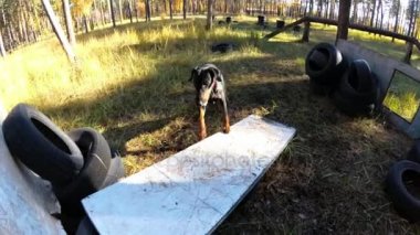 Köpek Doberman bir engel bir eğitim zemin üzerinde atlar.