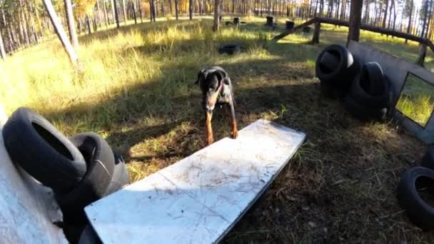 Dog Doberman salta una barrera en un campo de entrenamiento — Vídeos de Stock