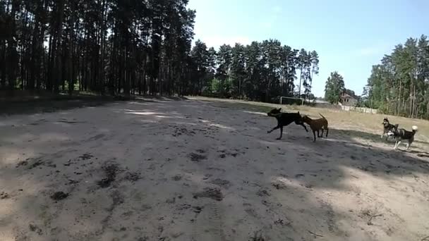 Doberman, Husky, Pointer play and running into each other — Stock Video